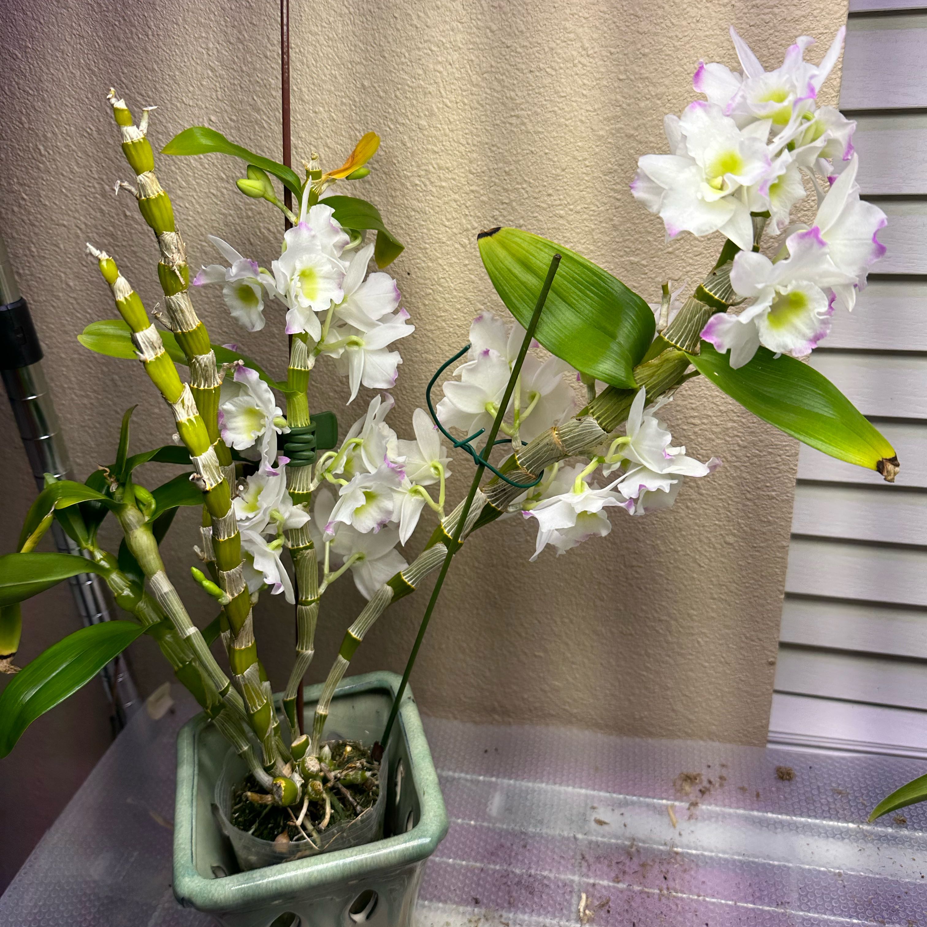 Noble Dendrobium orchid with white and purple flowers in a pot with visible soil.
