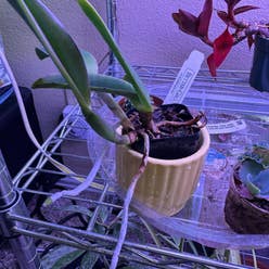 Cattleya Mericlone plant