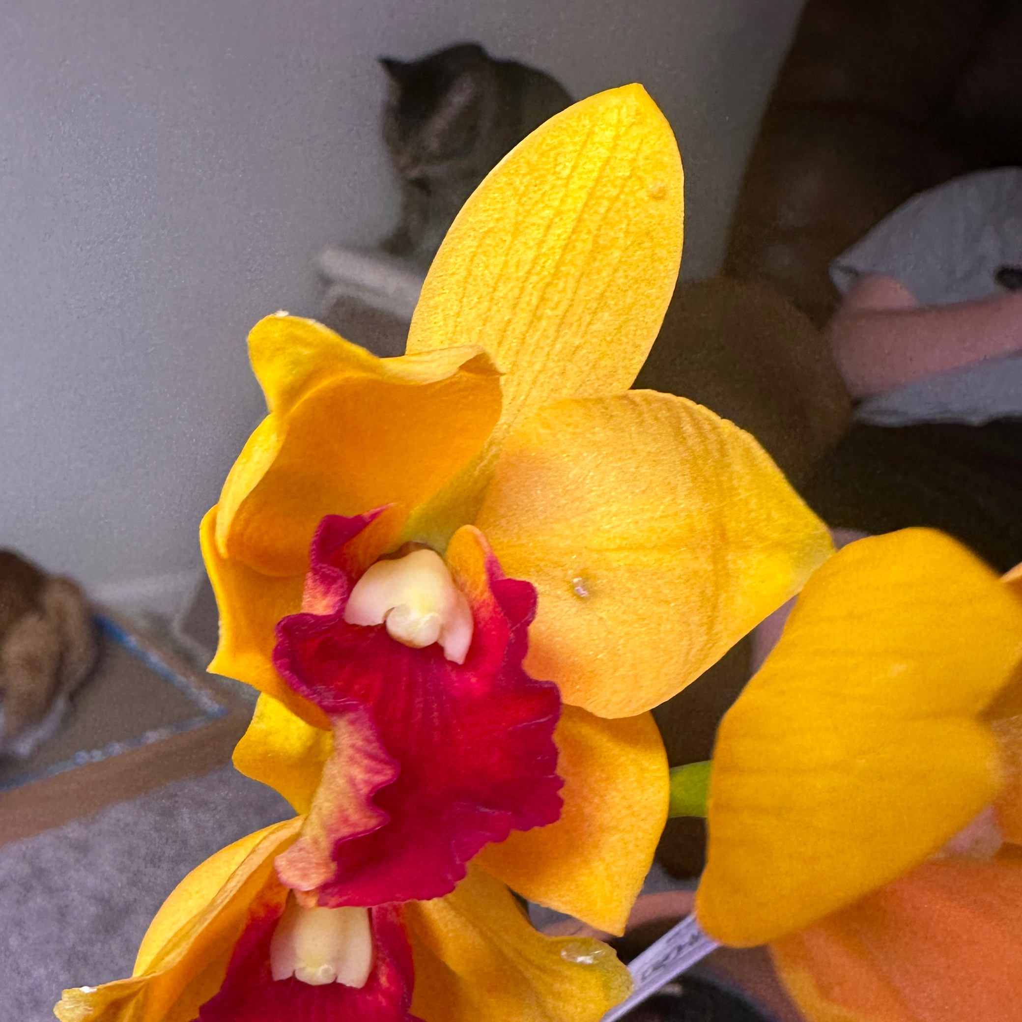 Photo of the plant species Rhyncattleanthe Chief Sunny by @minka named Diana on Greg, the plant care app