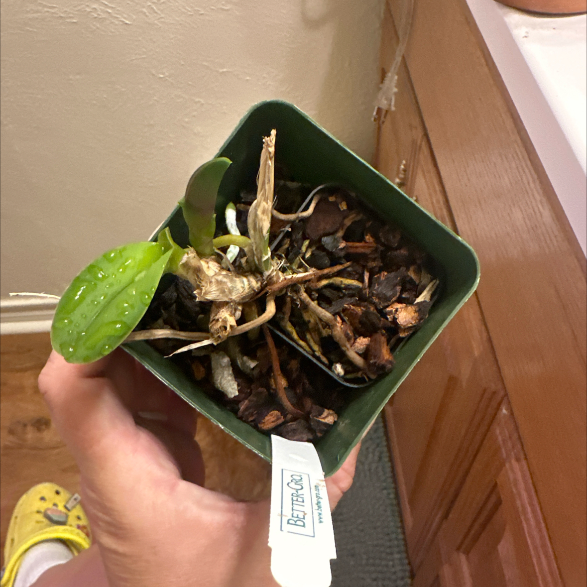 Photo of the plant species Potinara 'La Paz' by @minka named Nithin on Greg, the plant care app