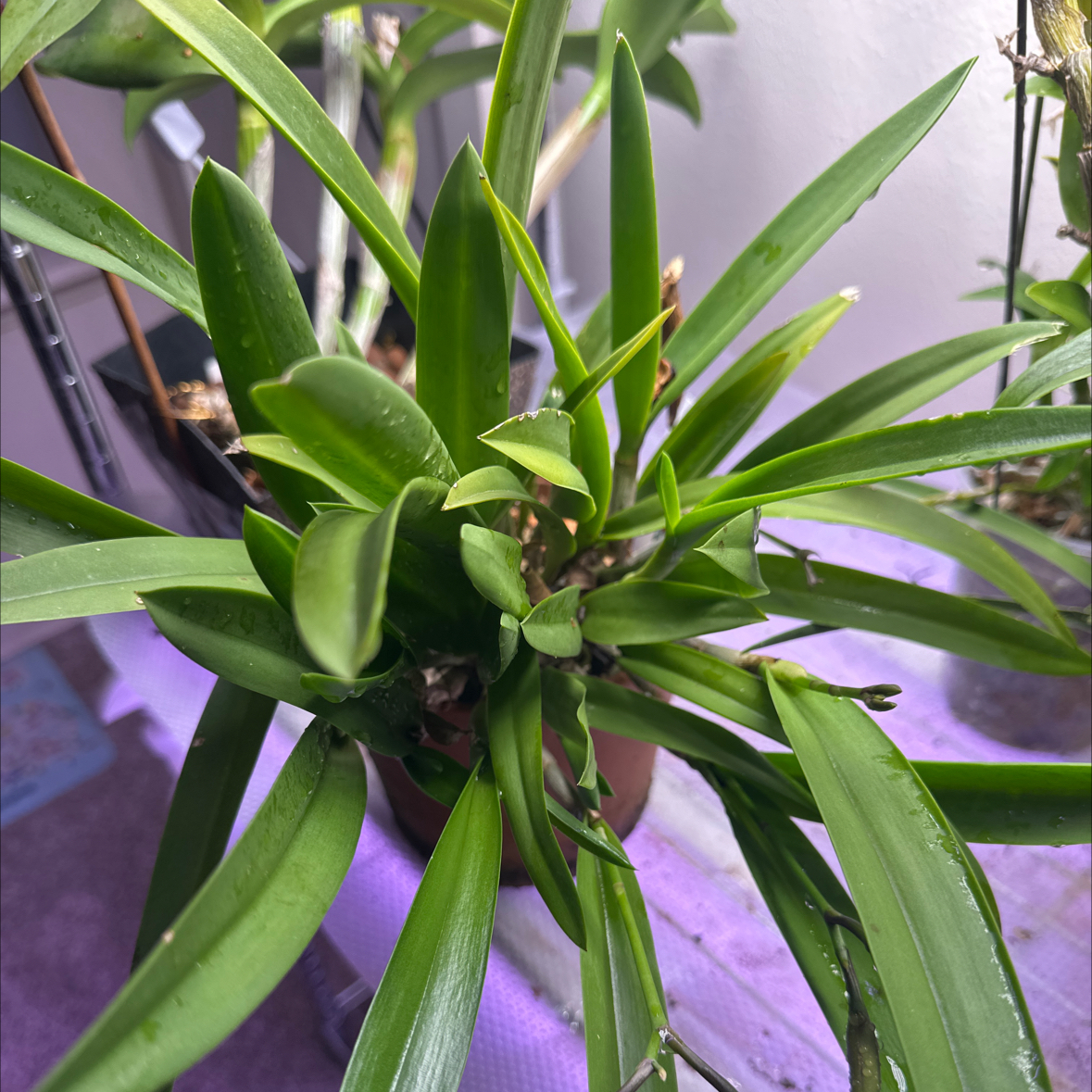 Photo of the plant species Procatavola 'Key Lime Stars' by @minka named Marley on Greg, the plant care app