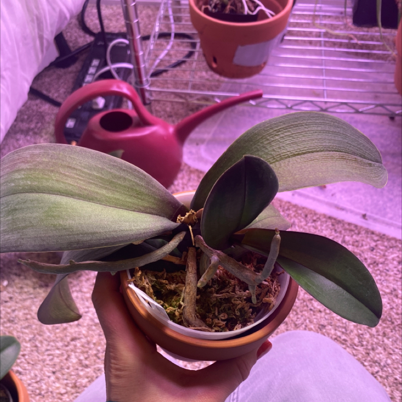 Phalaenopsis Orchid in a pot held by a hand, with a watering can in the background.