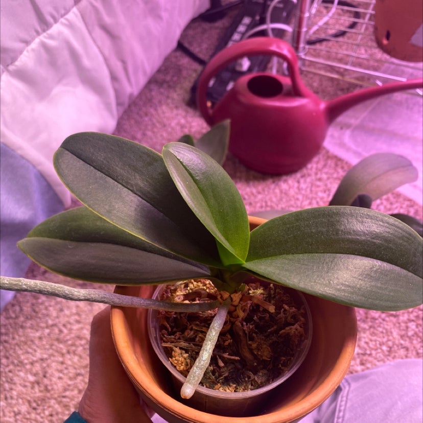 🌀 Why Are My Phalaenopsis Orchid Leaves Curling?