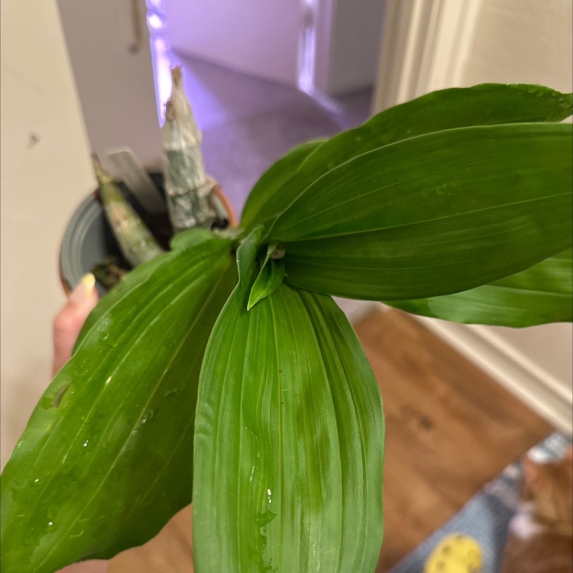 Catasetum