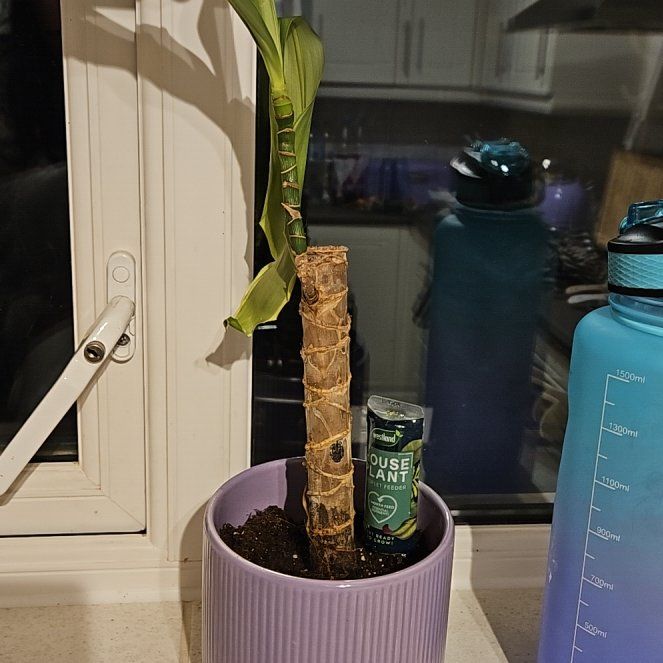 Photo of the plant species dragon tree golden coast by @PreciseLovevine named Emerson on Greg, the plant care app