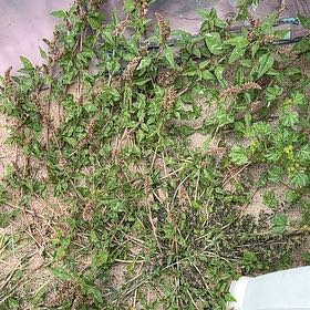 Photo of the plant species Largefruit Amaranth by @PeakRhodora94 named Apollo on Greg, the plant care app