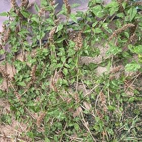 Photo of the plant species Largefruit Amaranth by @PeakRhodora94 named Messi on Greg, the plant care app