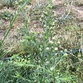 Photo of the plant species Argentine Fleabane by @PeakRhodora94 named Mollie on Greg, the plant care app
