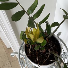 Photo of the plant species Cardboard Palm by @ProIcecaps99 named Demi on Greg, the plant care app