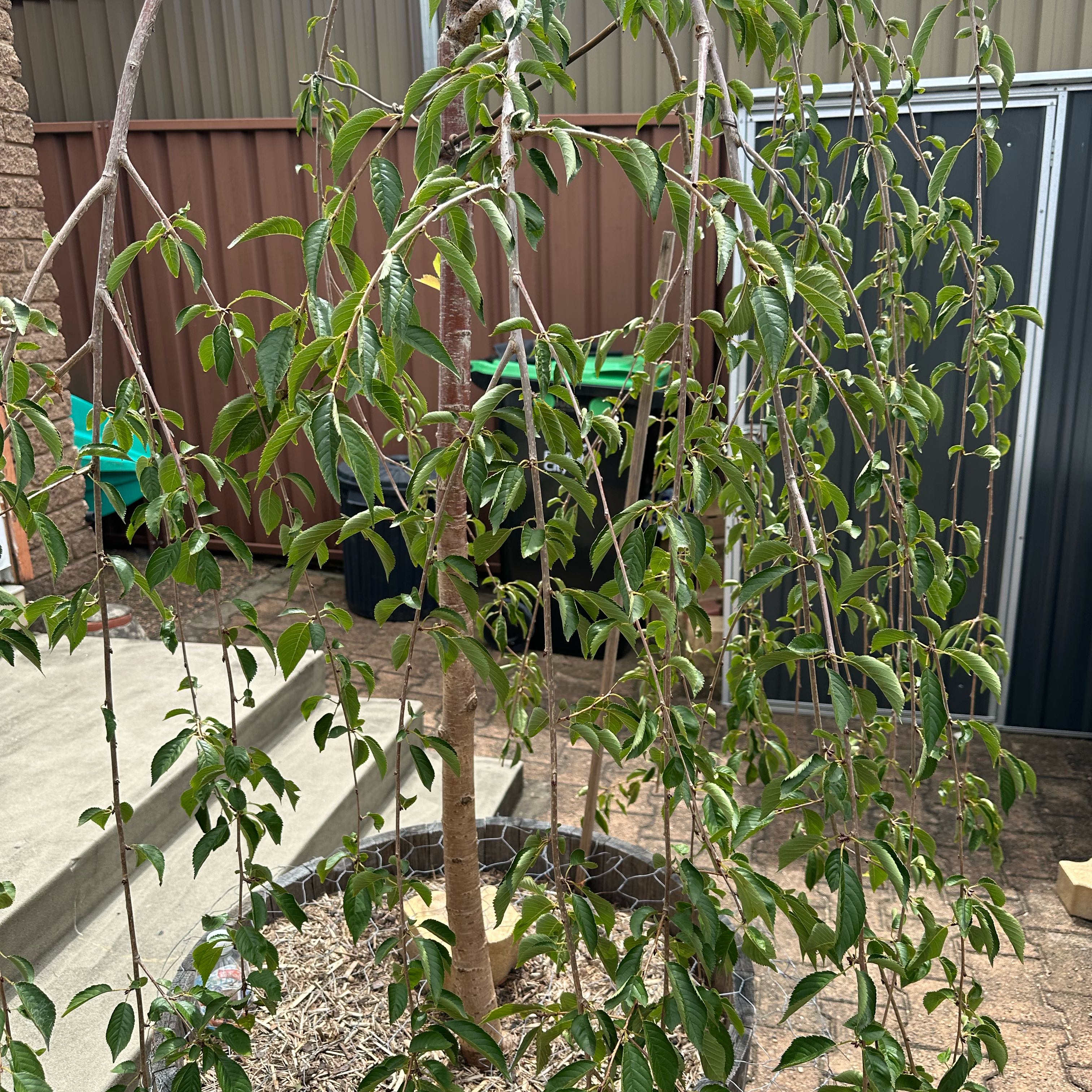 Photo of the plant species Weeping cherry blossom tree by @ZippyQueenpalm named Cherry blossom on Greg, the plant care app