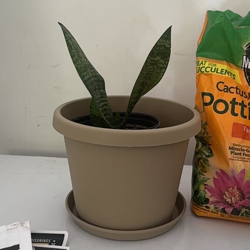 Photo of the plant species Futura Robusta Snake Plant by @BoldRedcap61 named Stella on Greg, the plant care app