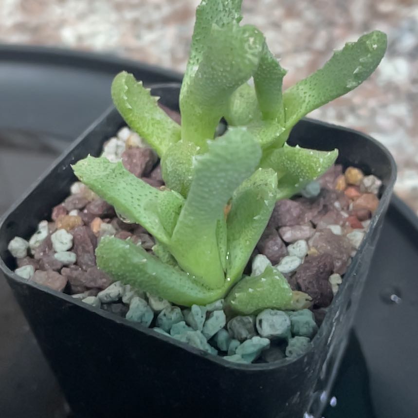 Photo of the plant species Bristly Aloinopsis by @WinDamsii18 named Sigmund on Greg, the plant care app