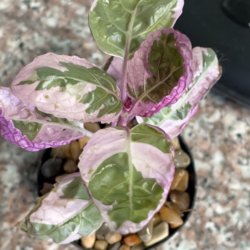 Photo of the plant species Snow White Waffle Plant by @WinDamsii18 named Gomez on Greg, the plant care app