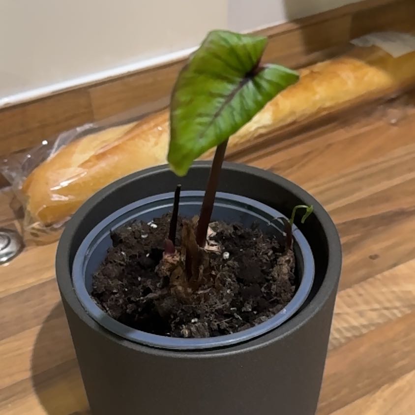 Photo of the plant species Colocasia by @PetTaro52 named Doja Cat on Greg, the plant care app