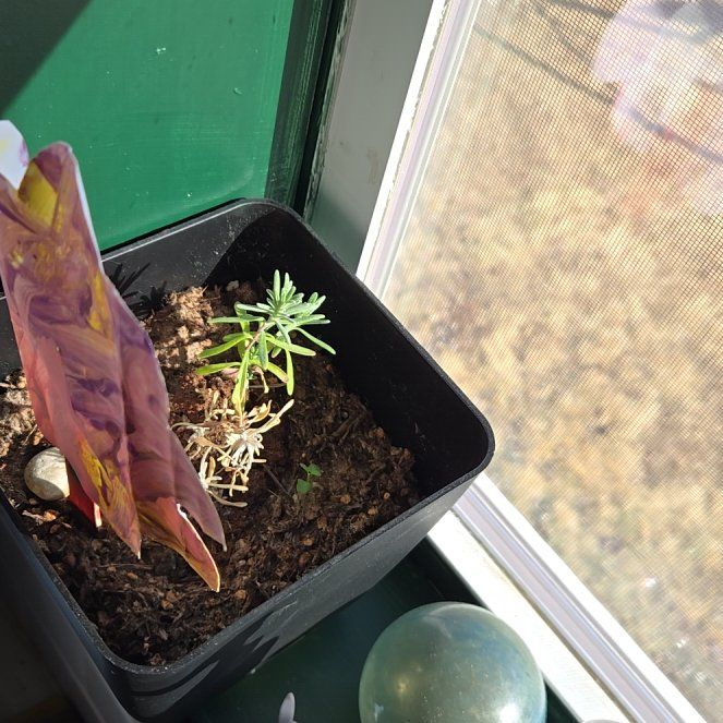 Photo of the plant species Lavender by @YeahWoreya81 named Wall-E on Greg, the plant care app