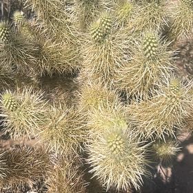Photo of the plant species Teddy-Bear Cactus by @PrimoStarburst named Xena on Greg, the plant care app