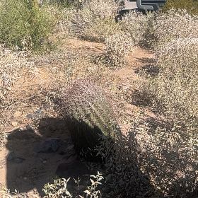 Photo of the plant species Barrel Cactus by @PrimoStarburst named Harper on Greg, the plant care app