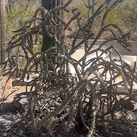 Photo of the plant species Deerhorn Cholla by @PrimoStarburst named Gobi on Greg, the plant care app