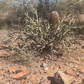 Photo of the plant species Deerhorn Cholla by @PrimoStarburst named Sherlock on Greg, the plant care app