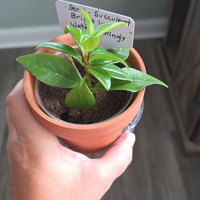 Photo of the plant species pixie peperomia orba by @VipDaisy10 named Doja Cat on Greg, the plant care app