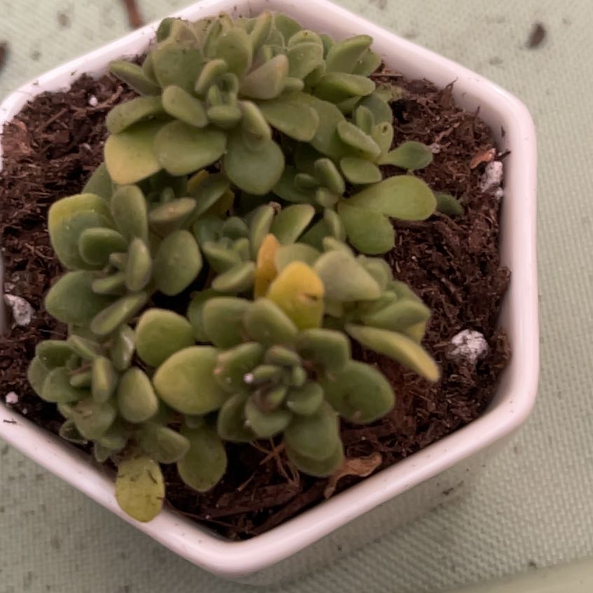 Photo of the plant species Aeonium lindleyi by @AceDaisybush58 named Gregarious on Greg, the plant care app