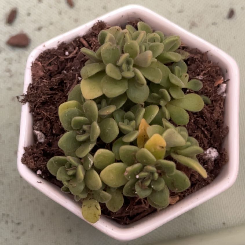 Photo of the plant species Aeonium lindleyi by @AceDaisybush58 named Hemingway on Greg, the plant care app