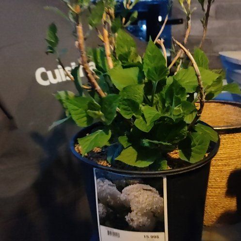 Photo of the plant species Hydrangea 'Annabelle' by @Pixel named Sol on Greg, the plant care app