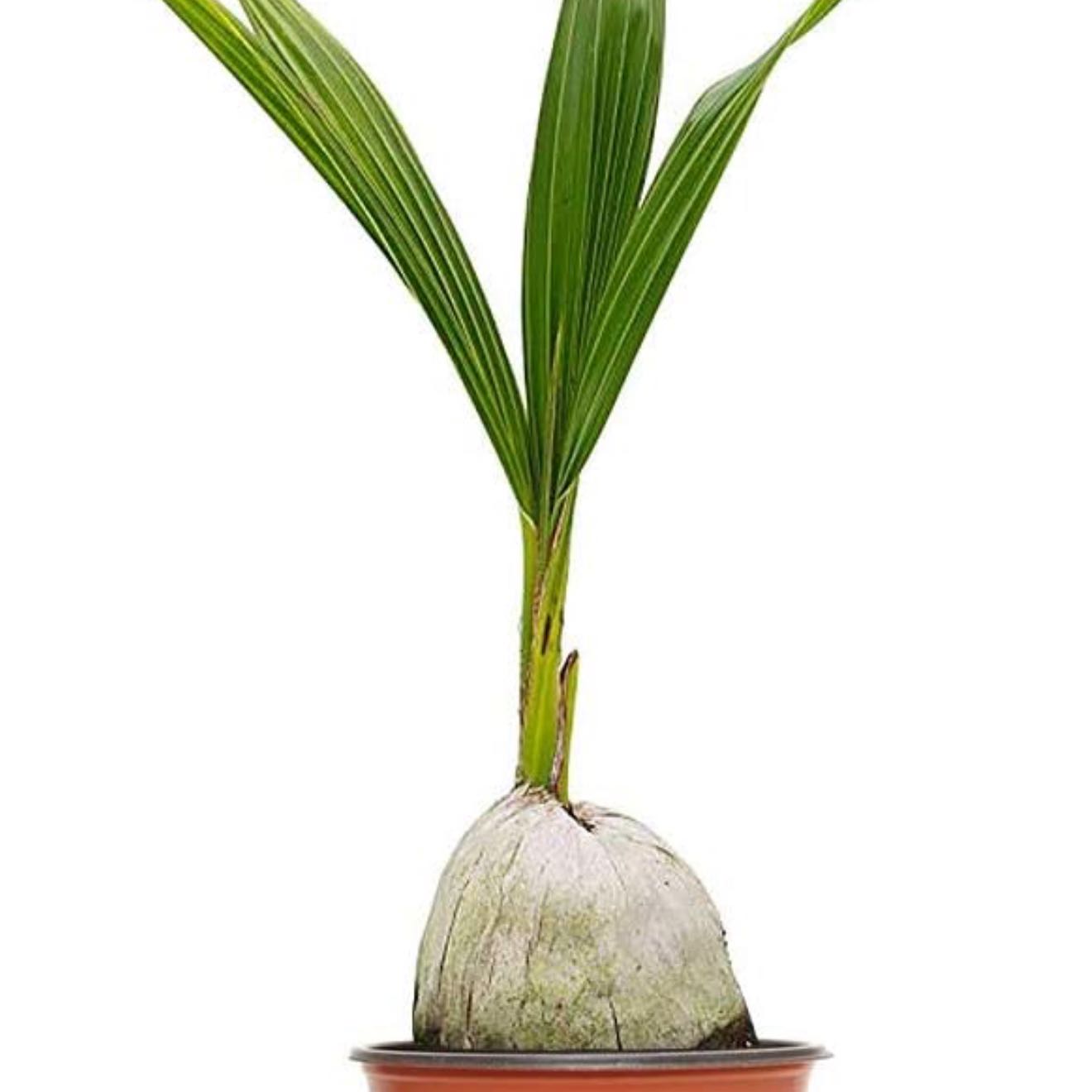 Photo of the plant species Green Malayan Coconut Palm by @FairAloevera77 named Tolkien on Greg, the plant care app