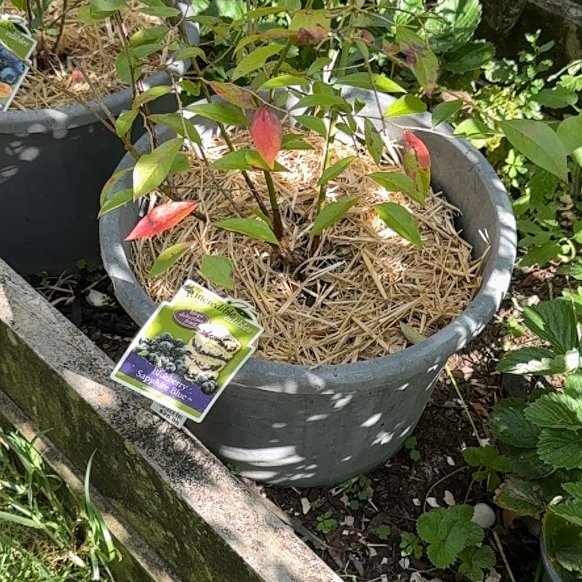 Photo of the plant species BlueBerry by @KeyComet48 named Shakira on Greg, the plant care app