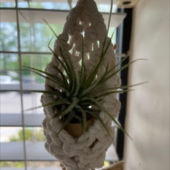 Twin-Flowered Agave plant