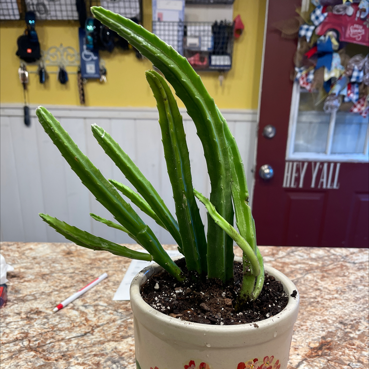 Potted Zulu Giant plant with green upright stems on a countertop indoors.