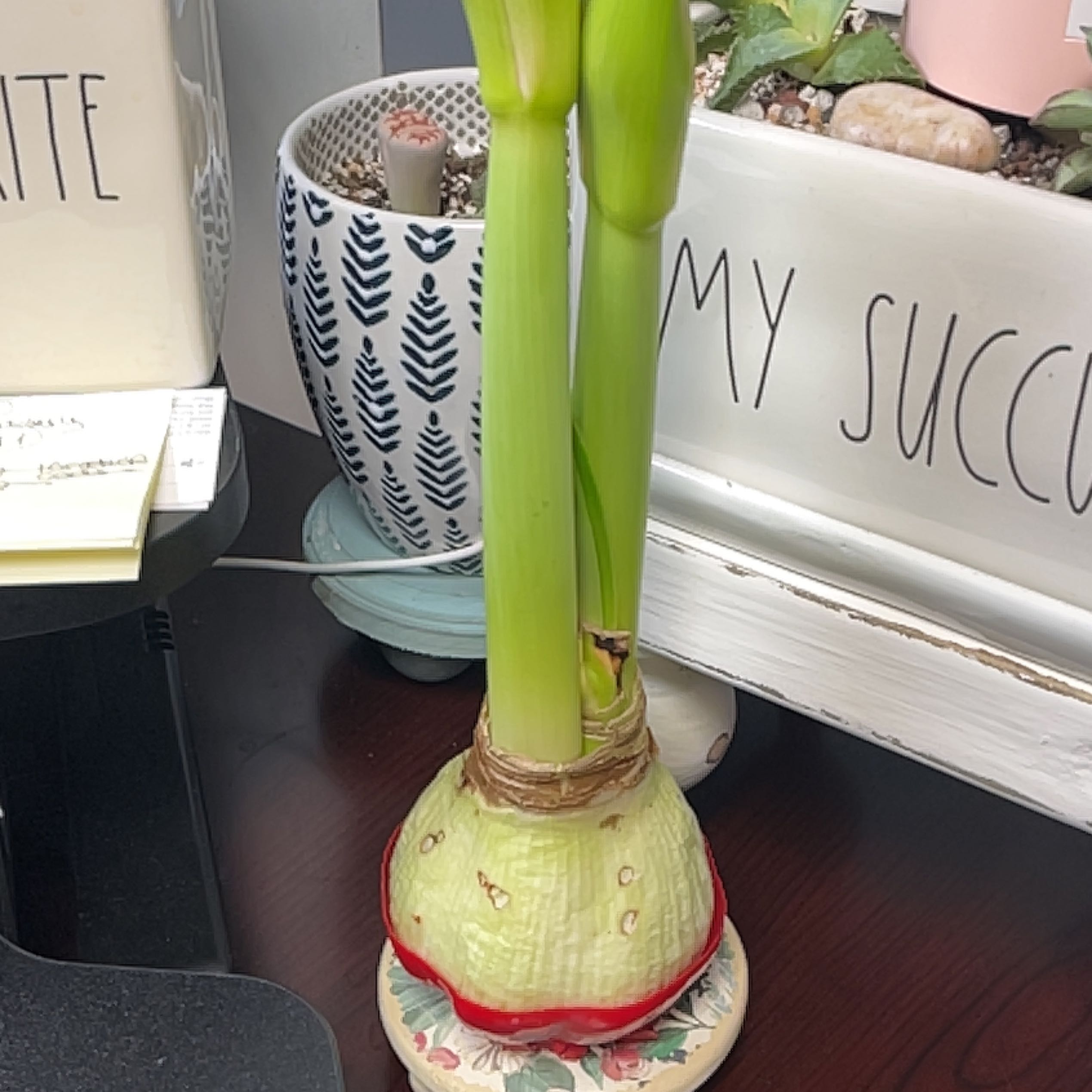 Barbosa Lily plant with green stems and bulb, placed indoors on a coaster.