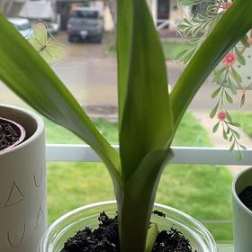 Photo of the plant species King of the Bromeliads by @Samisam named Bobby on Greg, the plant care app