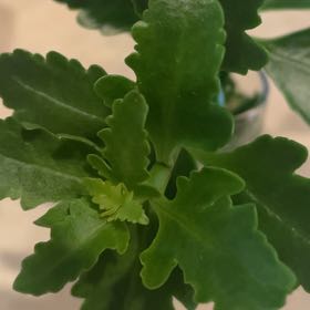 Photo of the plant species Kalanchoe uniflora by @Samisam named Sproutacus on Greg, the plant care app