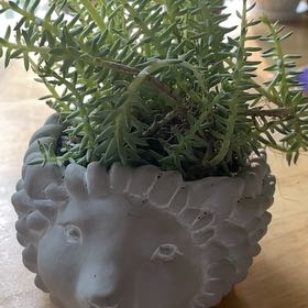 Photo of the plant species Blue Cushion Stonecrop by @Samisam named Todd on Greg, the plant care app