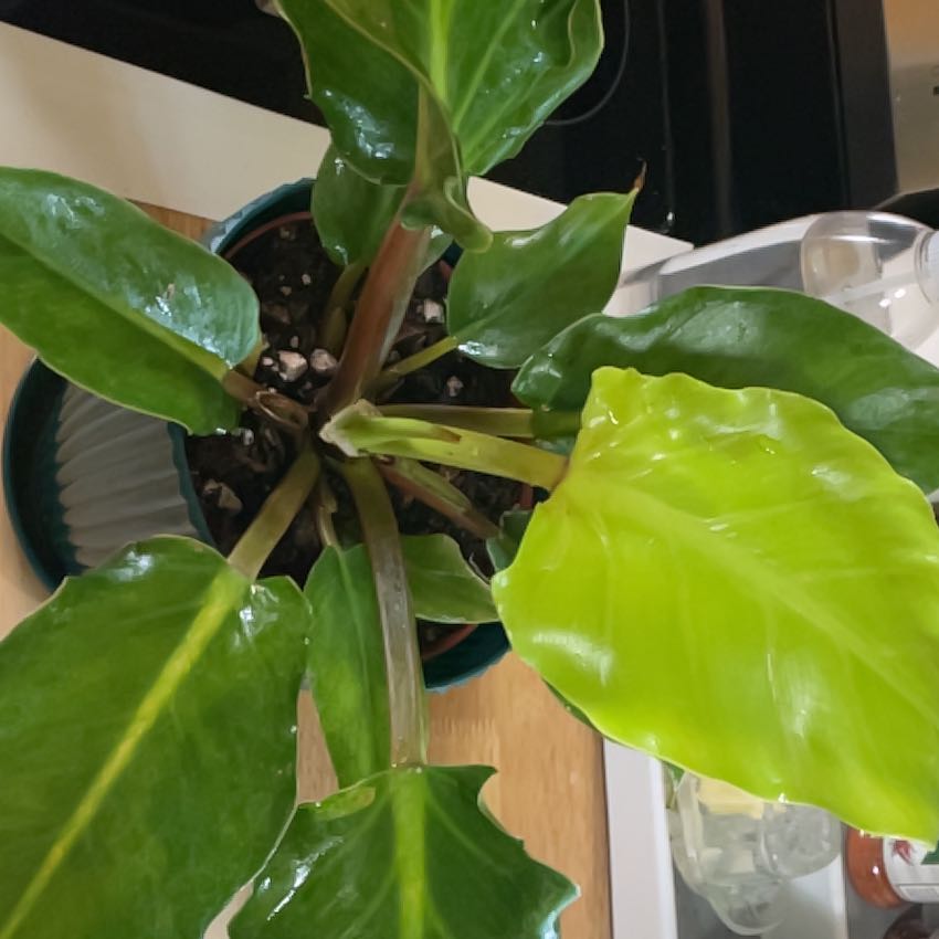 Photo of the plant species Philodendron Golden Melinonii by @Samisam named Leonardo on Greg, the plant care app