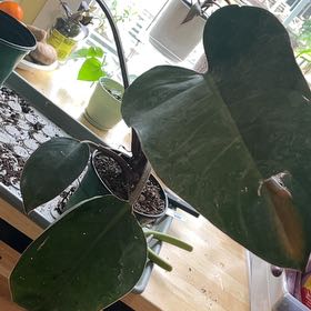 Photo of the plant species Philodendron New Red by @Samisam named Lebron on Greg, the plant care app