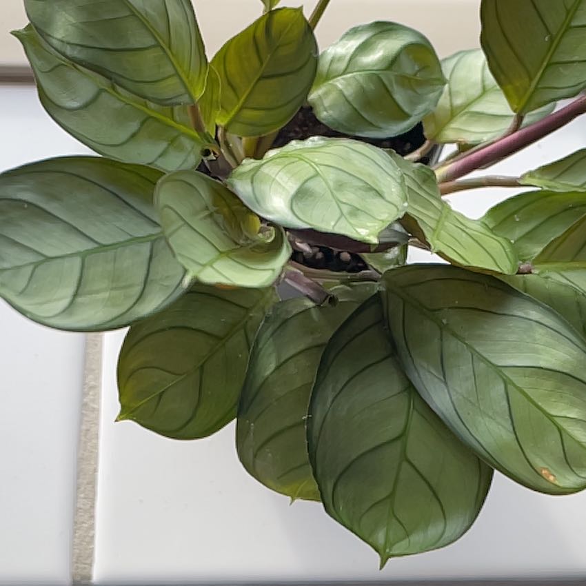 Photo of the plant species Ctenanthe amagris by @Samisam named Peter on Greg, the plant care app