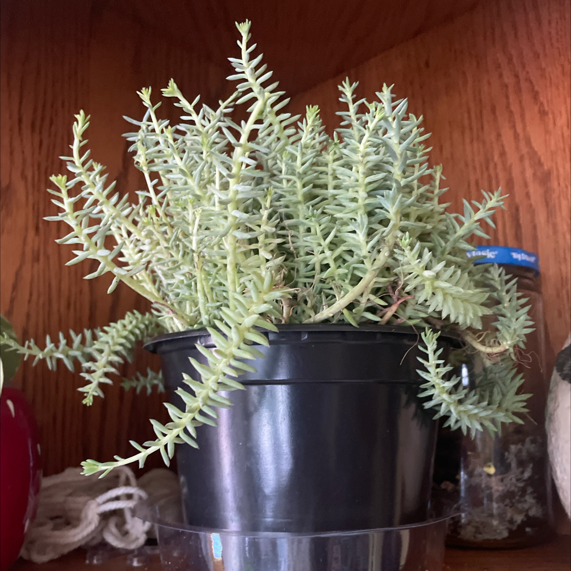 Photo of the plant species Blue Cushion Stonecrop by @Samisam named Bleu on Greg, the plant care app