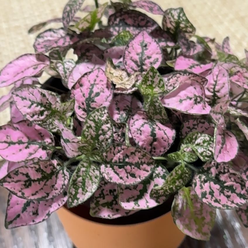 Photo of the plant species Veronica 'SkylerTM Splash Pink' by @EnhancedTaraire named Rosada on Greg, the plant care app