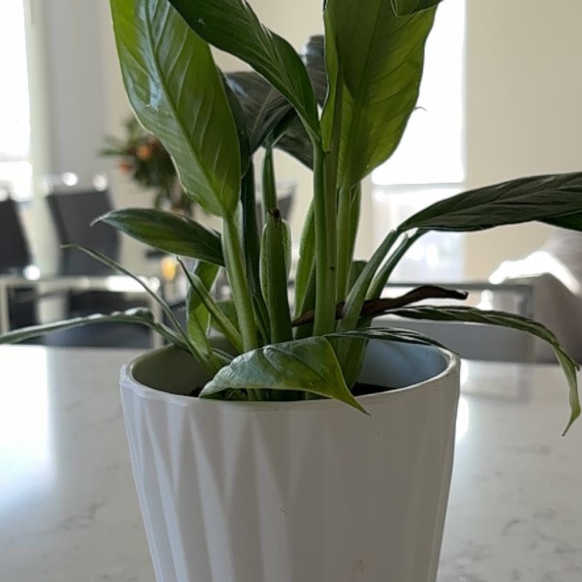 Photo of the plant species Philodendron campii by @ComicDuranta11 named Muhammad on Greg, the plant care app
