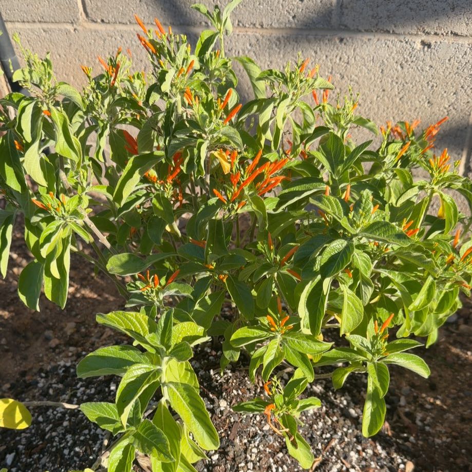 Photo of the plant species Mohintli by @LitheDaisy69 named Mexican Honeysuckle on Greg, the plant care app