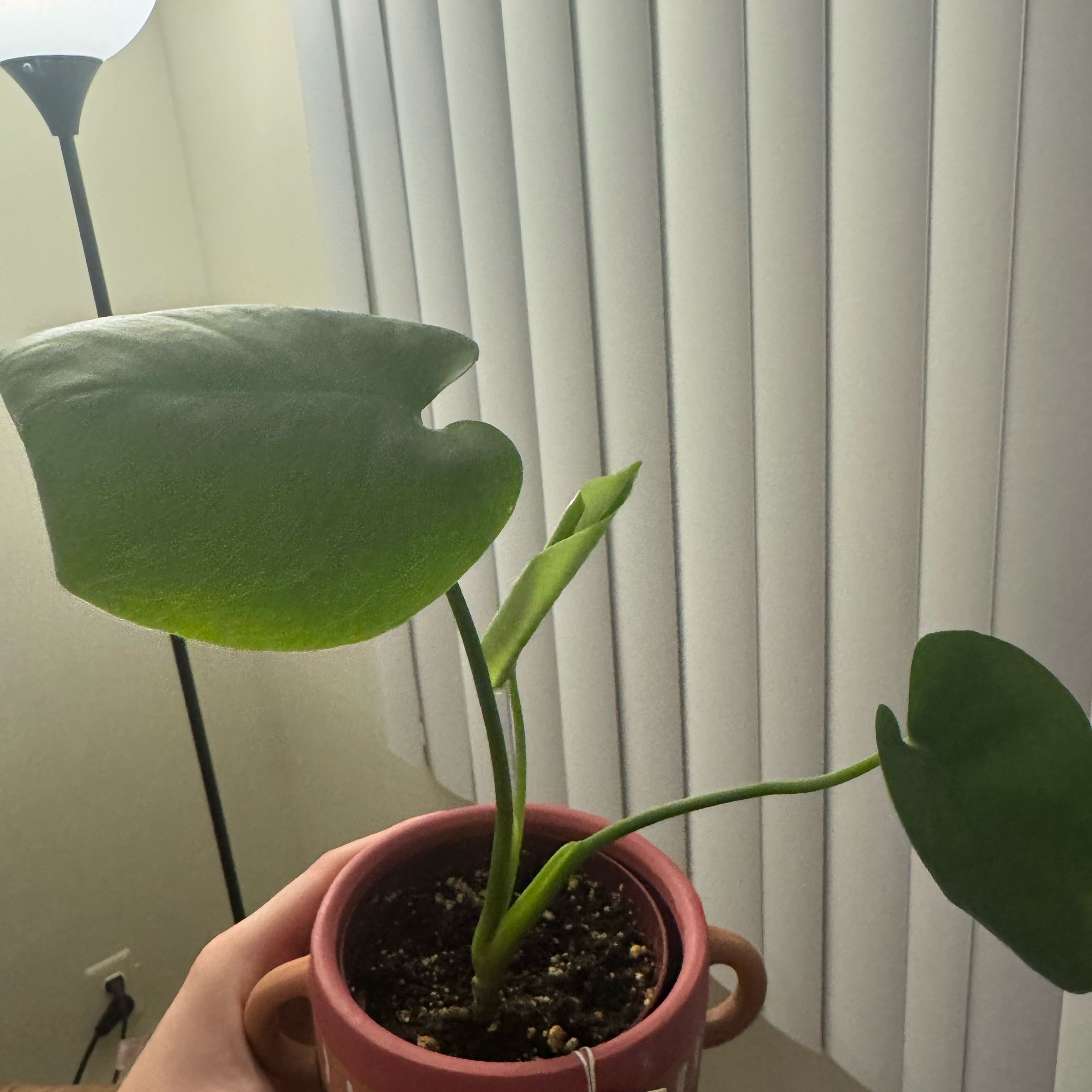 Photo of the plant species Brilla by @HipFlax4 named Peter Parker on Greg, the plant care app