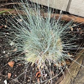 Photo of the plant species Big Muhly by @KingpinBushlily named Girlfrond on Greg, the plant care app