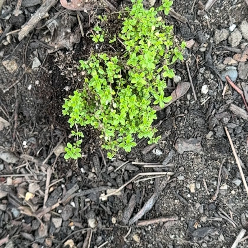Photo of the plant species Cancer Weed by @KingpinBushlily named Shakira on Greg, the plant care app