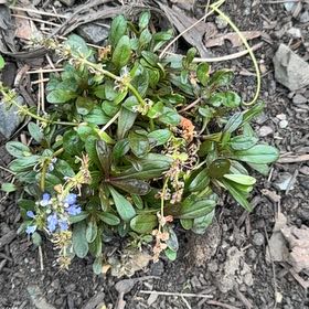 Photo of the plant species Blue Mountain Lilac by @KingpinBushlily named Aristotle on Greg, the plant care app