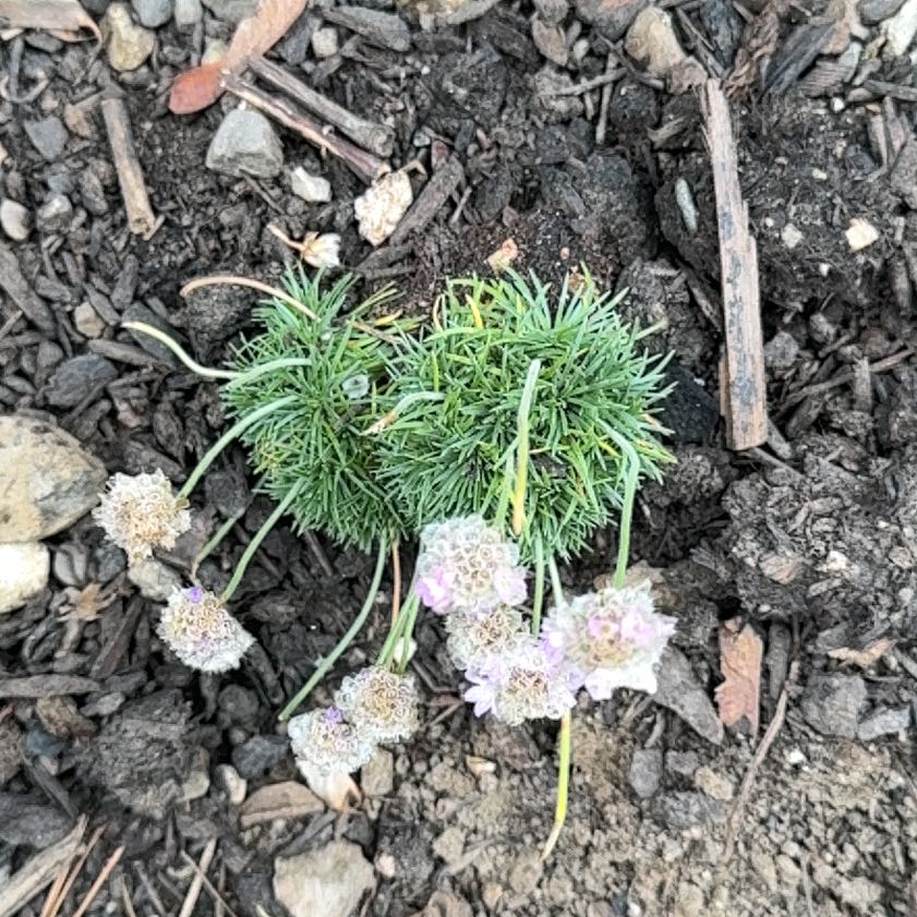 Photo of the plant species Armeria Maritima by @KingpinBushlily named Leonardo on Greg, the plant care app