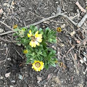 Photo of the plant species Great Blanket Flower by @KingpinBushlily named da Vinci on Greg, the plant care app