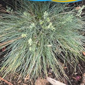 Photo of the plant species Crimson Fountaingrass by @KingpinBushlily named Sherlock on Greg, the plant care app