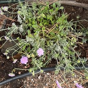 Photo of the plant species Sixalix atropurpurea by @KingpinBushlily named Rihanna on Greg, the plant care app
